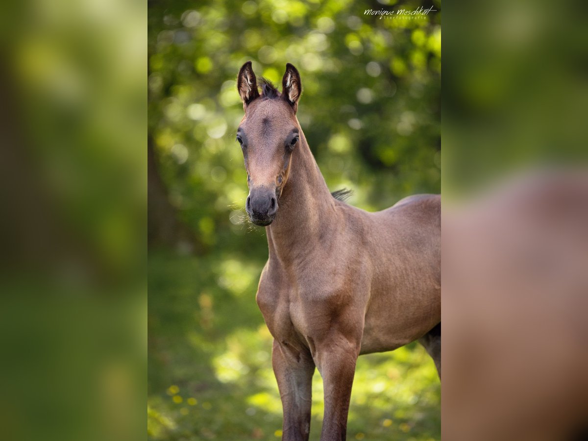 Oldenburg Stallion 1 year in Fahrenkrug