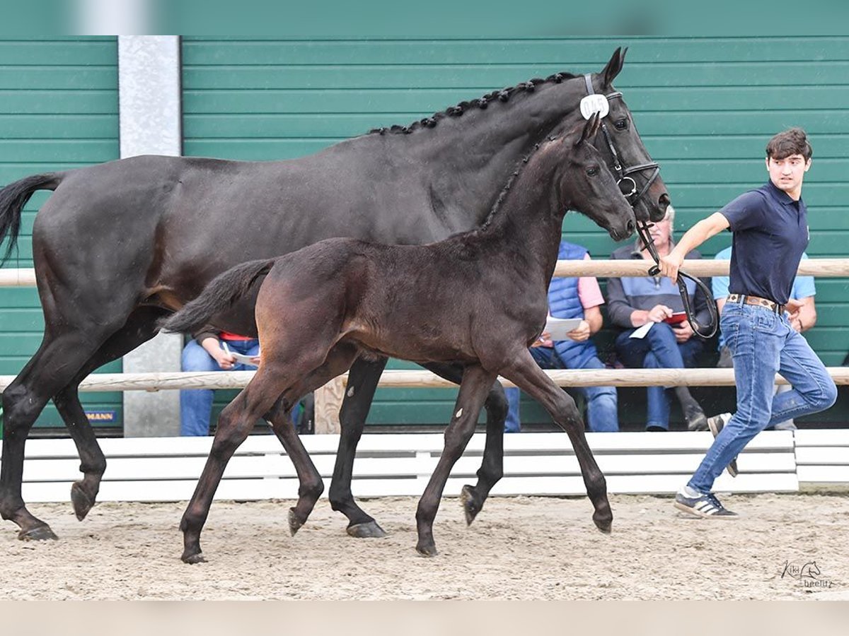 Oldenburg Stallion 1 year in Saterland