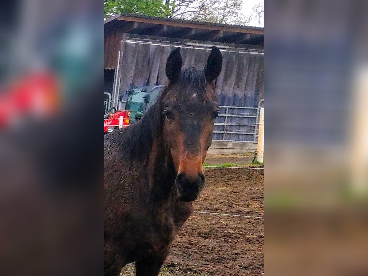 Oldenburg Stallion 1 year Smoky-Black in Hankensbüttel