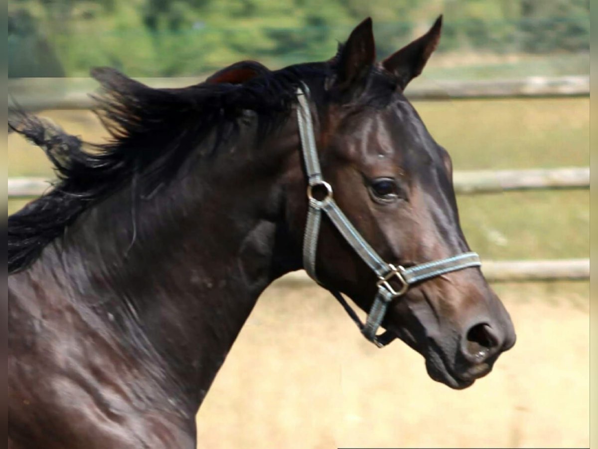 Oldenburg Stallion 2 years 15,1 hh Bay-Dark in Radeburg