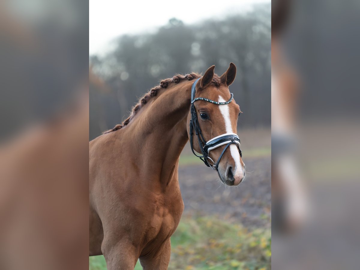 Oldenburg Stallion 2 years 15,2 hh Chestnut-Red in Oosterhout