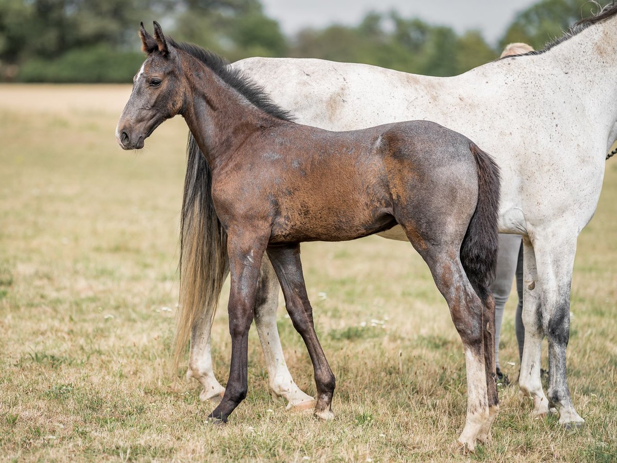 Oldenburg Stallion 2 years 16,1 hh Gray in Zduchovice