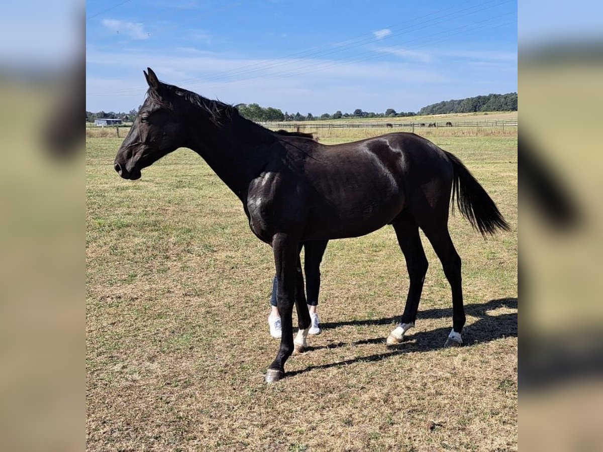 Oldenburg Stallion 2 years 16,2 hh Smoky-Black in Oberkrämer