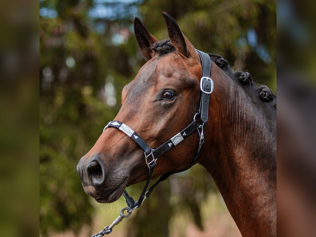 Oldenburg Stallion 2 years 16,3 hh Bay-Dark in Hohenahr