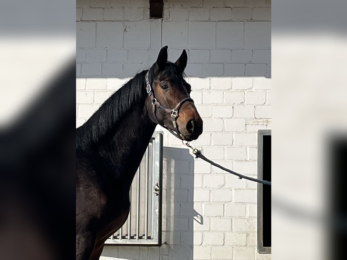 Oldenburg Stallion 2 years 16 hh Bay-Dark in Hiddenhausen