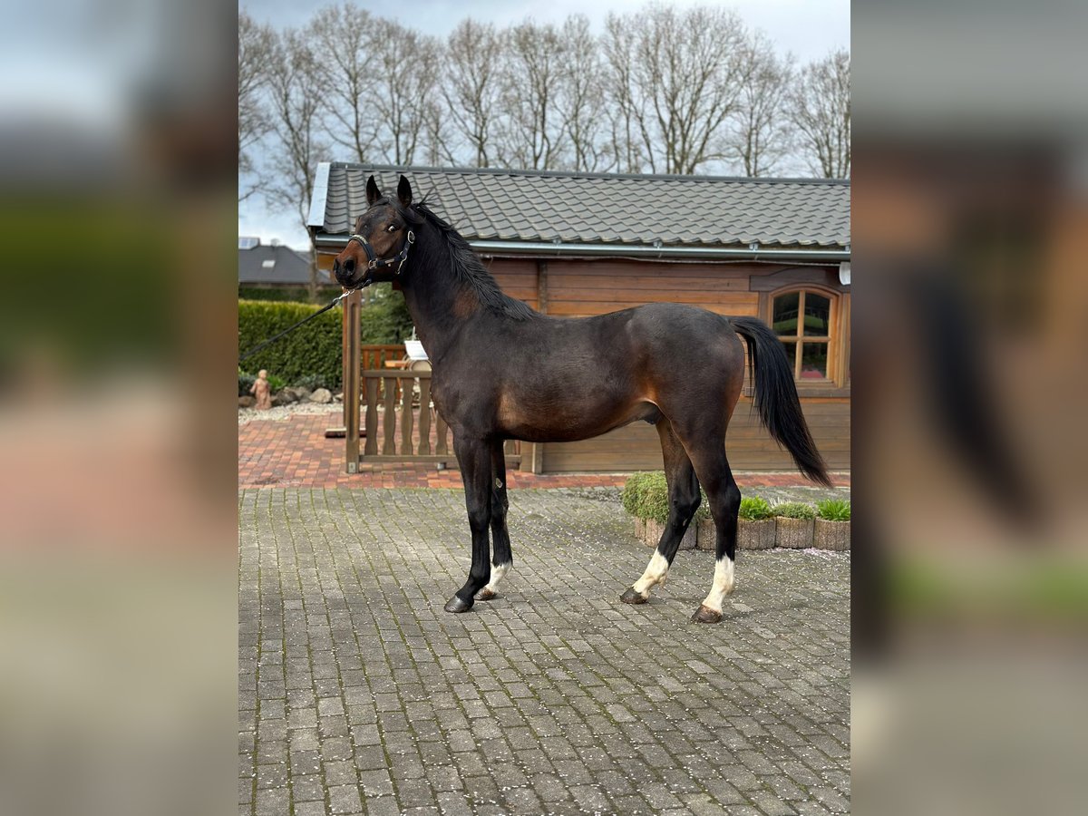Oldenburg Stallion 2 years 16 hh Bay-Dark in Werlte