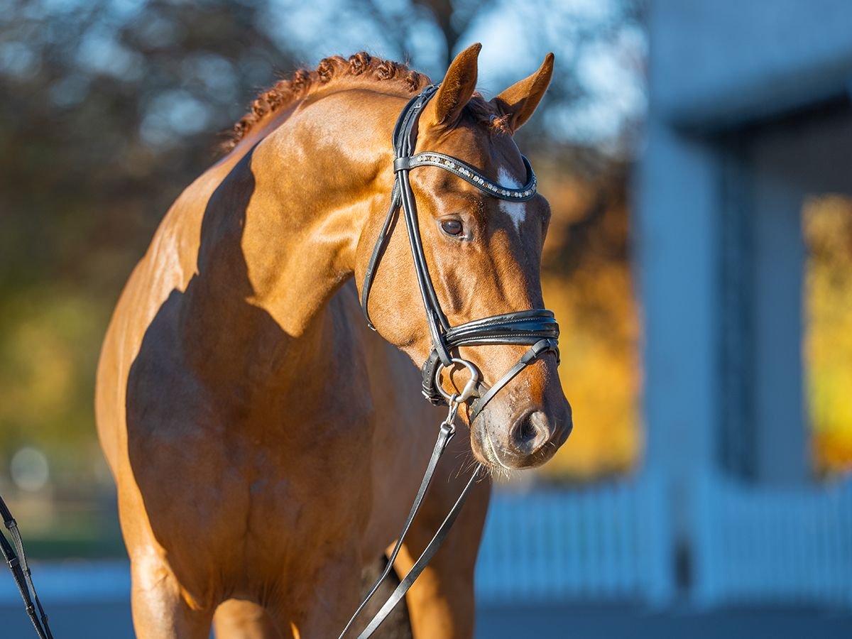 Oldenburg Stallion 2 years 16 hh Chestnut in Redefin