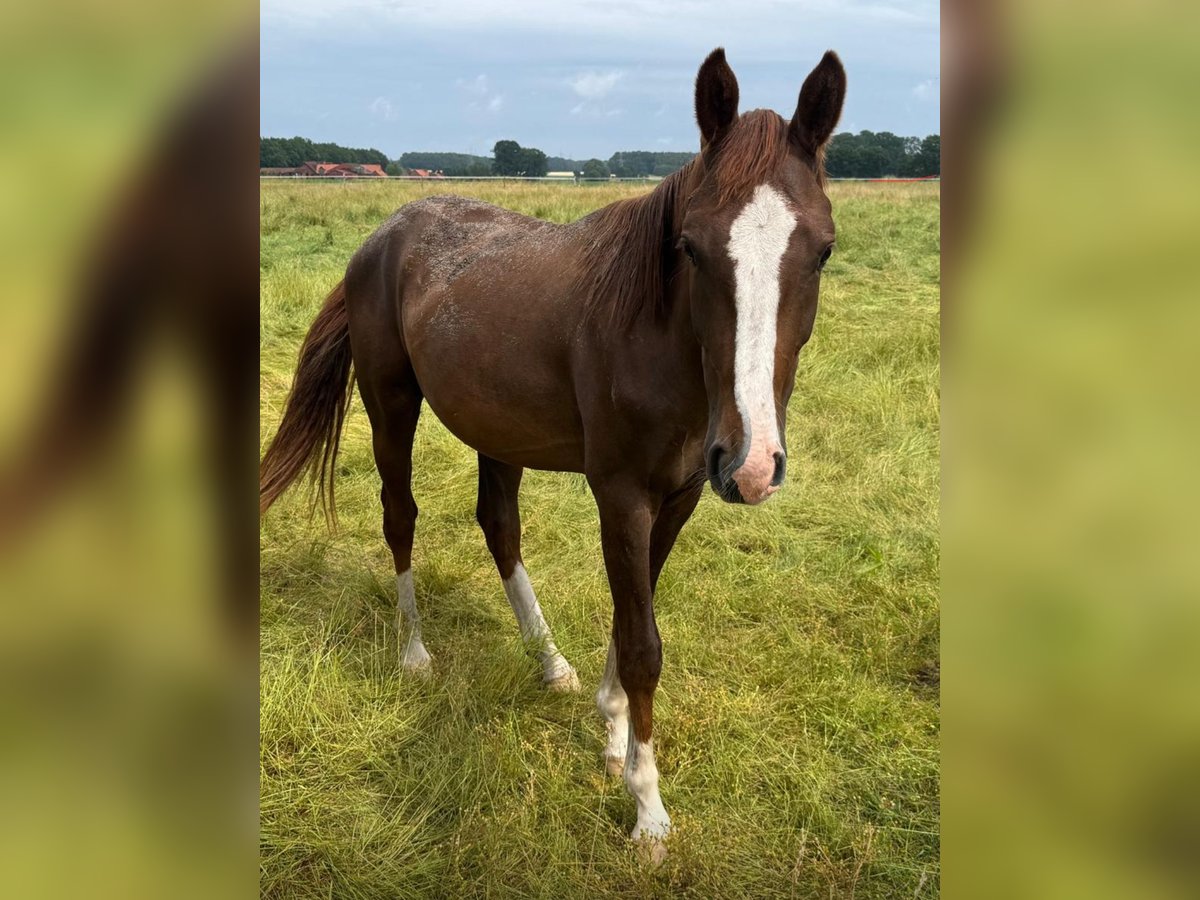 Oldenburg Stallion 2 years 16 hh Chestnut-Red in Vechtaech Oldenburg Stallion 2 years 16 hh Chestnut-Red in Vechtaech
