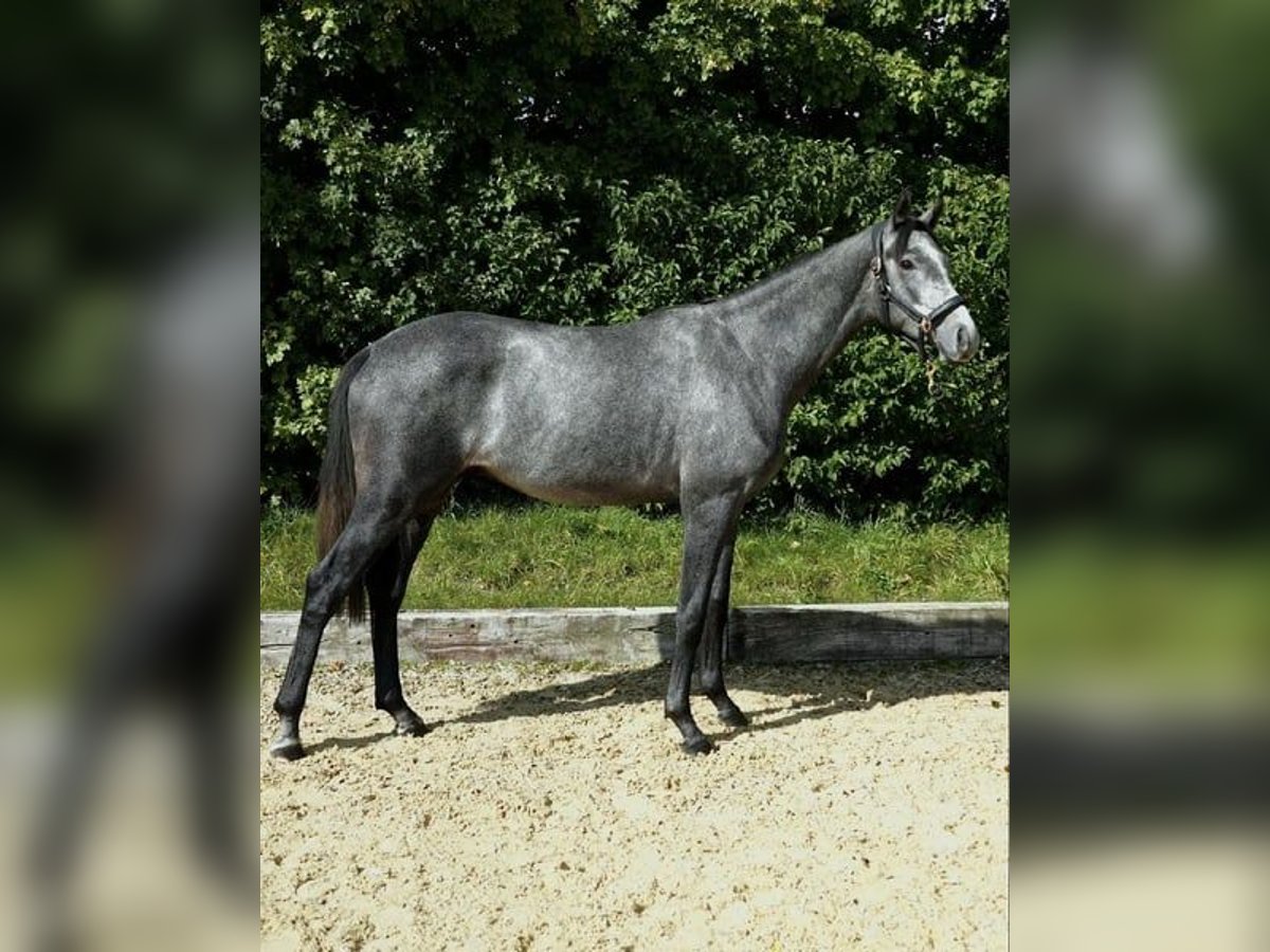 Oldenburg Stallion 2 years 16 hh Grey-Blue-Tan in Neumarkt in der Oberpfalz