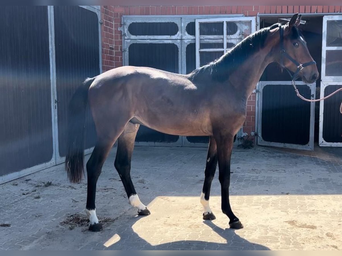 Oldenburg Stallion 2 years 16,2 hh Bay-Dark in K&#xF6;lln Reisiek