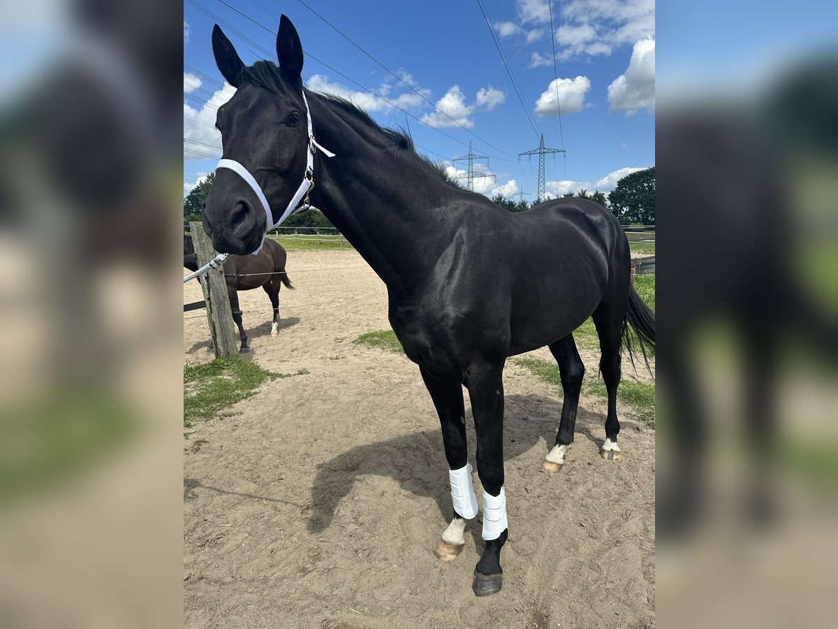 Oldenburg Stallion 2 years 16,2 hh Smoky-Black in Berlin
