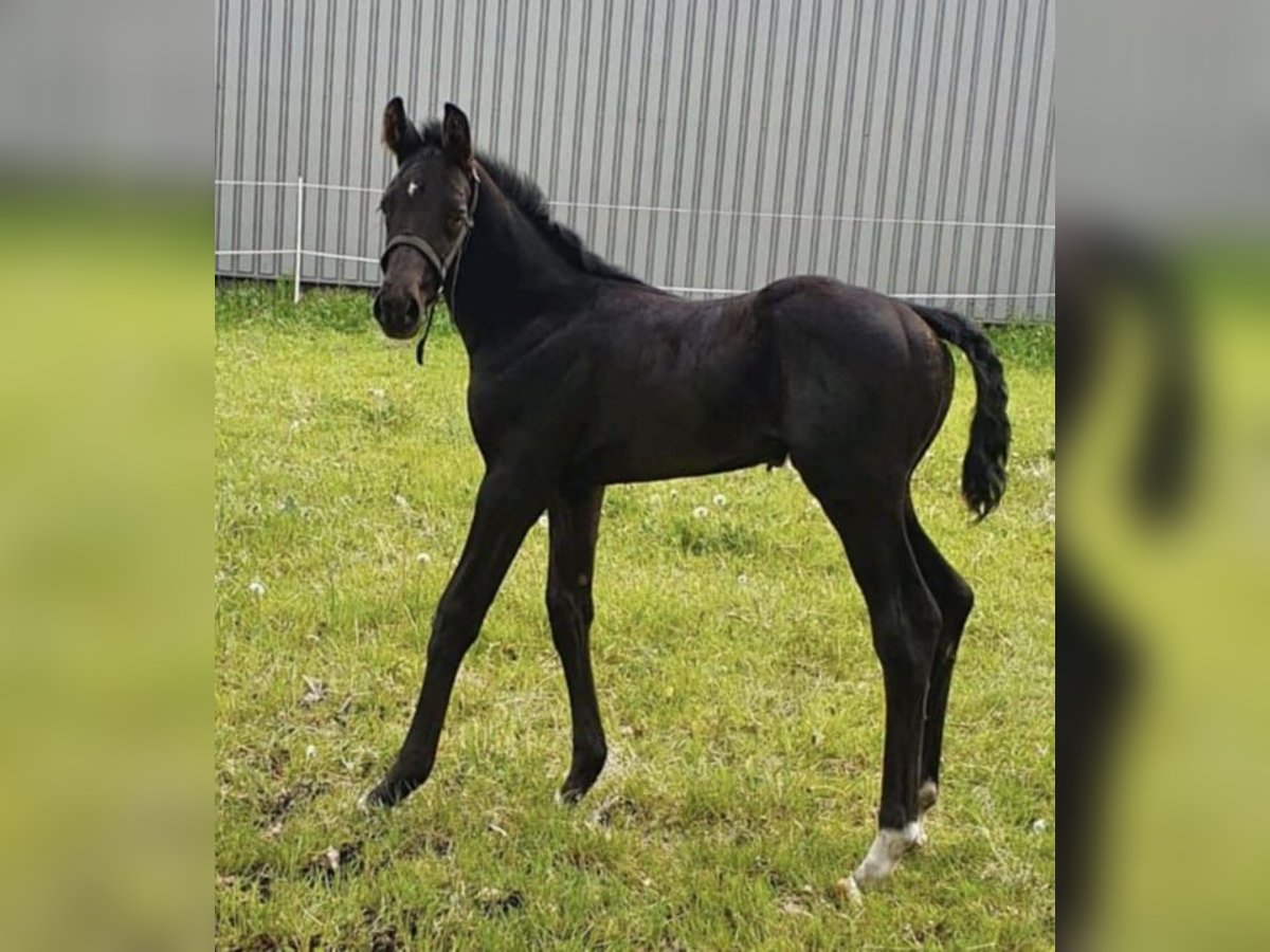 Oldenburg Stallion 2 years 17 hh Black in Esterwegen