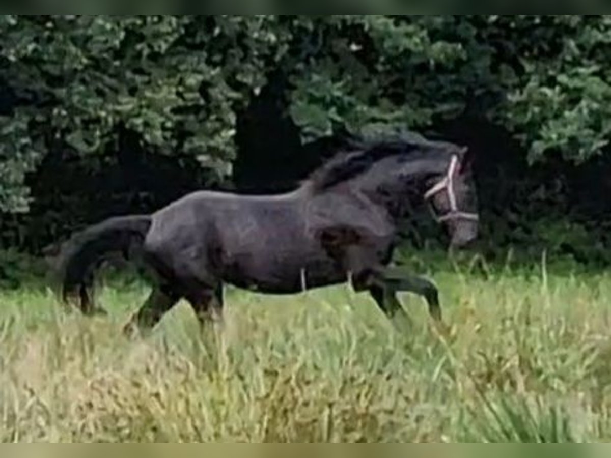 Oldenburg Stallion 2 years 17 hh Black in Wittmund