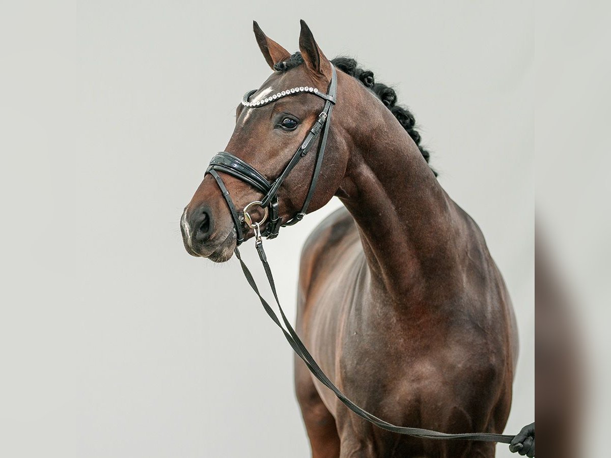 Oldenburg Stallion 2 years Bay-Dark in Münster-Handorf