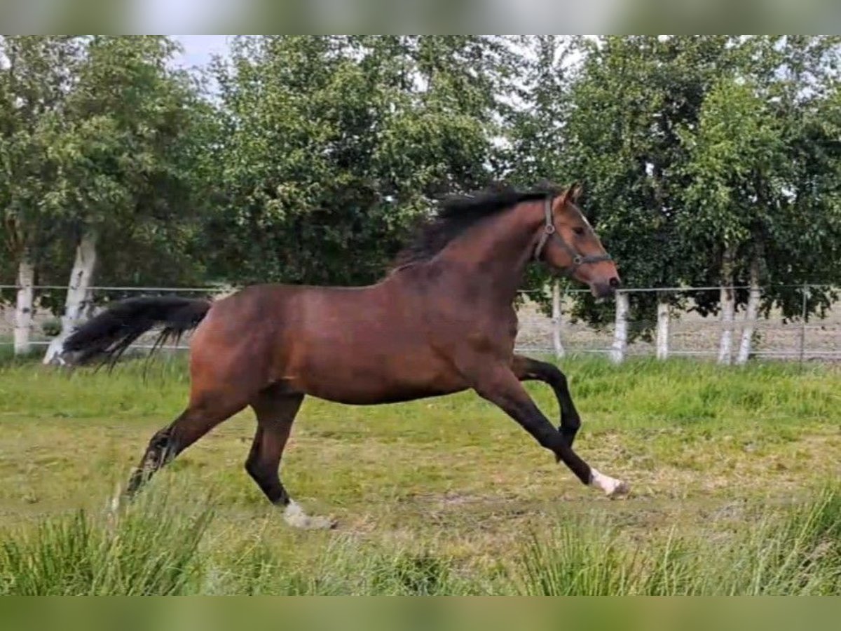 Oldenburg Stallion 2 years Bay-Dark in Aurich