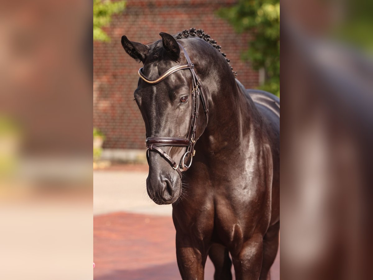 Oldenburg Stallion 2 years Black in Lemwerder