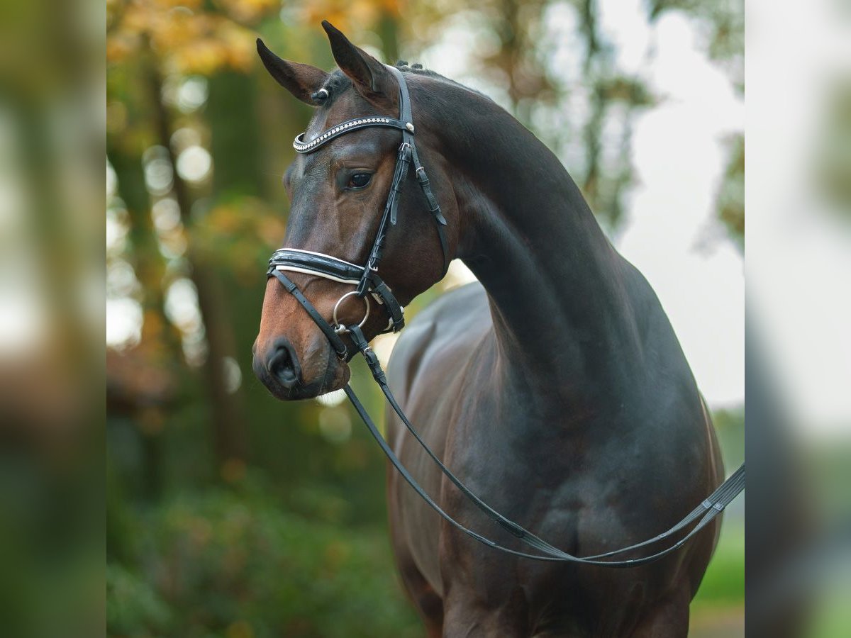 Oldenburg Stallion 2 years Brown in Rostock