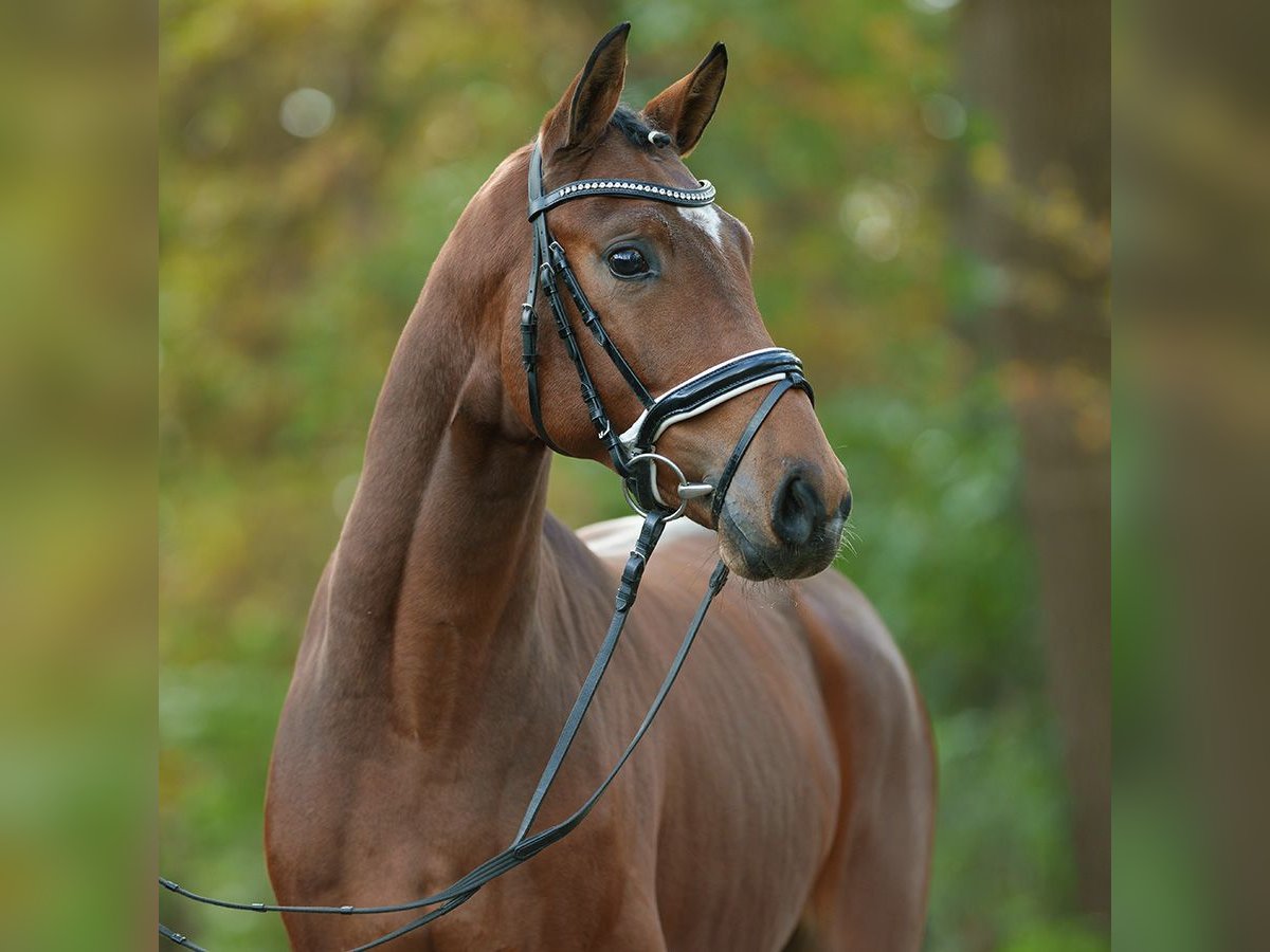 Oldenburg Stallion 2 years Brown in Rostock