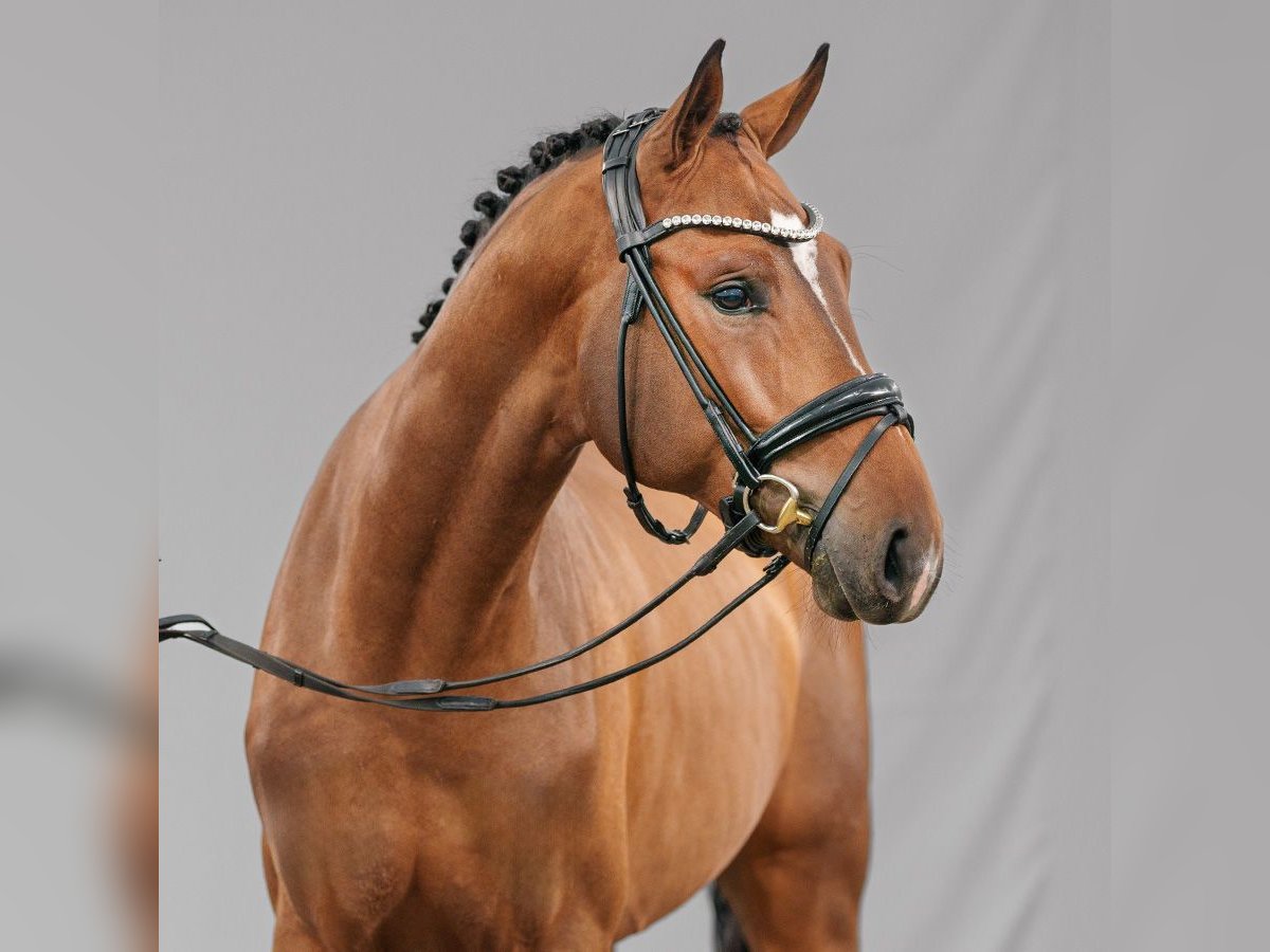 Oldenburg Stallion 2 years Brown in Münster-Handorf