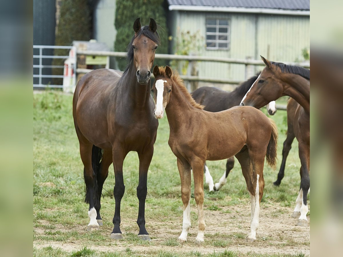 Oldenburg Stallion 2 years Chestnut-Red in Mechernich