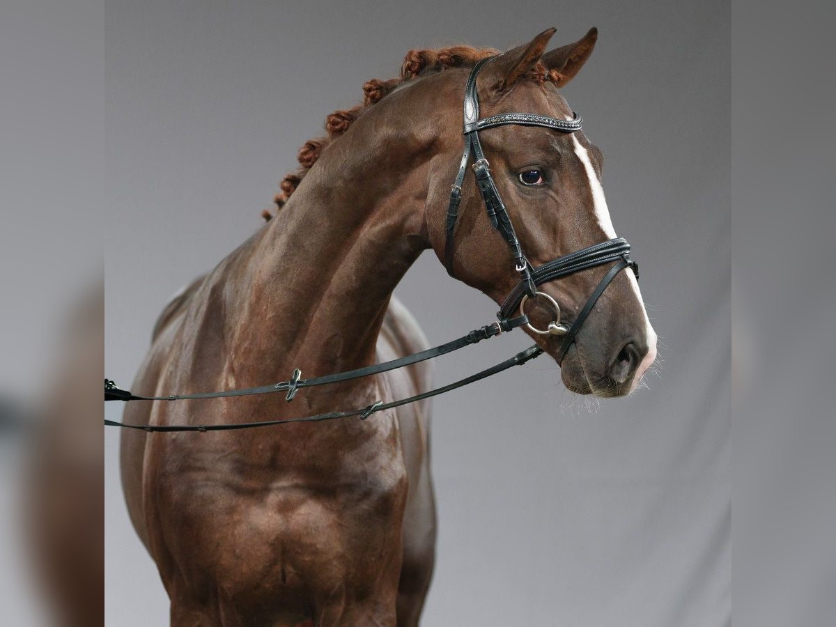 Oldenburg Stallion 2 years Chestnut-Red in Münster-Handorf