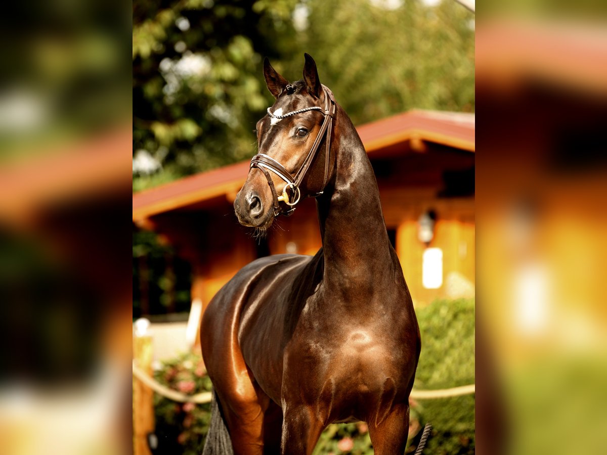 Oldenburg Stallion 2 years in Diepholz