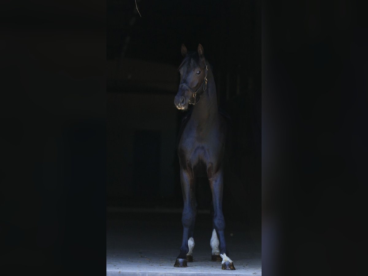 Oldenburg Stallion 2 years in Mishawaka
