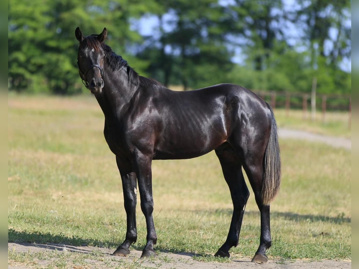 Oldenburg Stallion 2 years in Stud