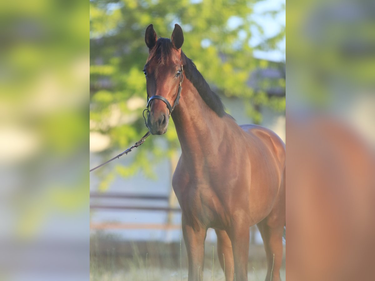 Oldenburg Stallion 2 years in Stud