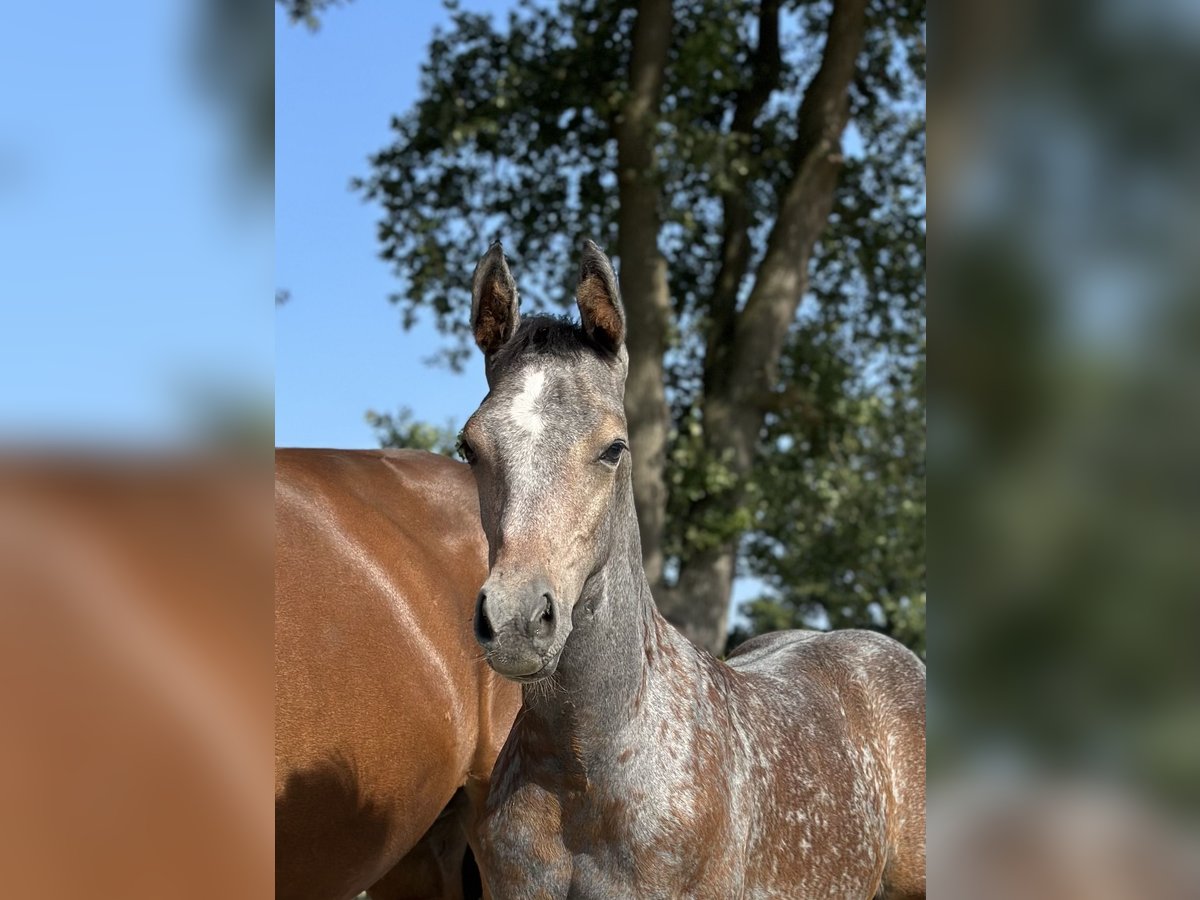 Oldenburg Stallion 2 years Gray in Bremen