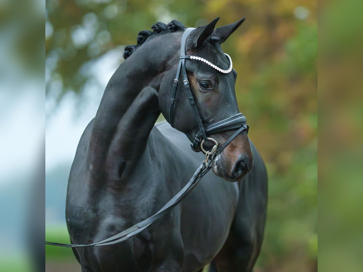 Oldenburg Stallion 2 years Smoky-Black in Rostock