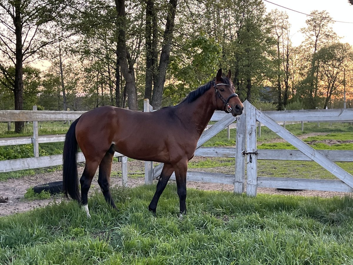 Oldenburg Stallion 3 years 15,2 hh Brown in Myszyniec