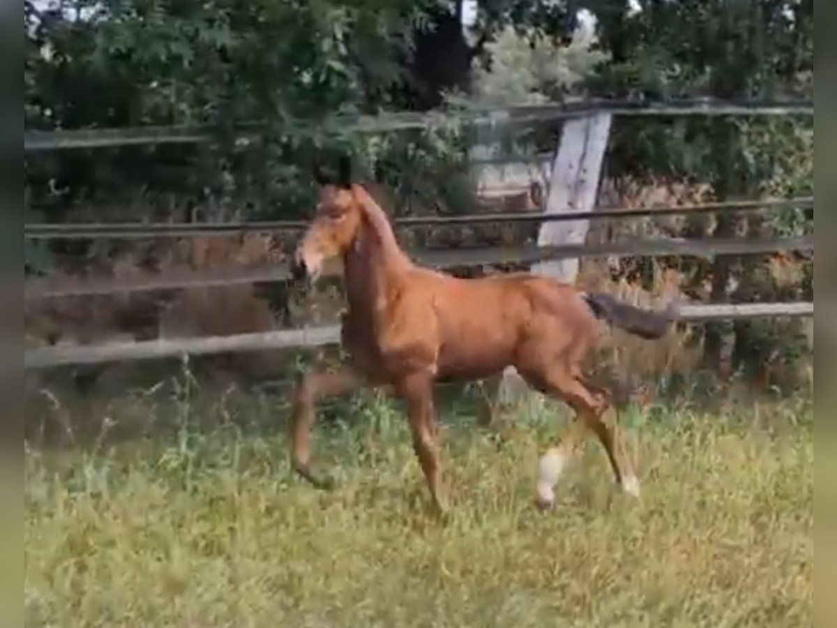 Oldenburg Stallion 3 years 16,2 hh Brown in Ehrenburg