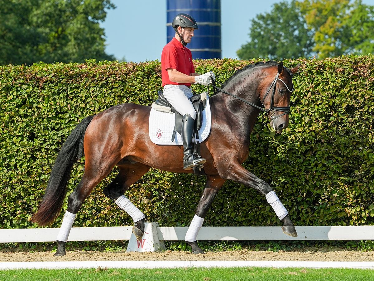 Oldenburg Stallion 3 years 16,2 hh Brown in Münster