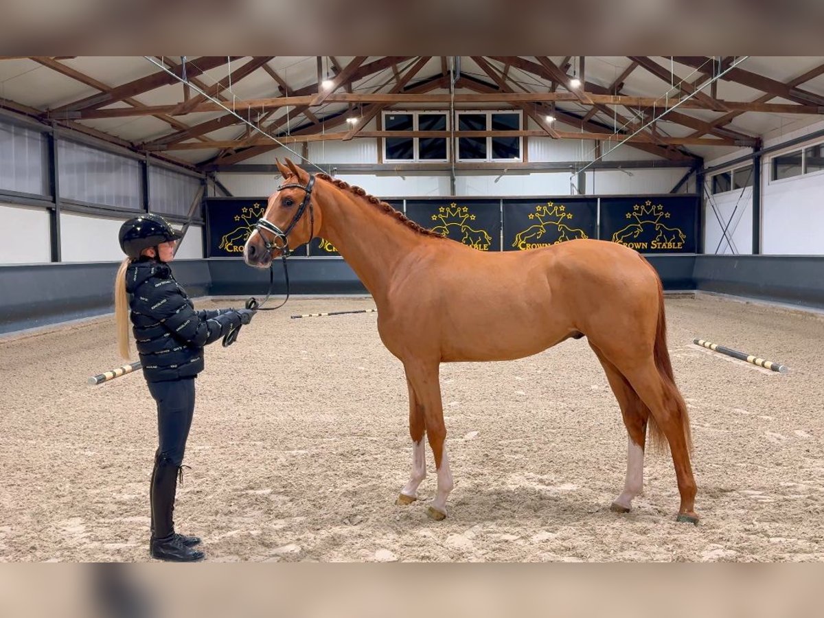 Oldenburg Stallion 3 years 16,2 hh Chestnut-Red in Meckenheim