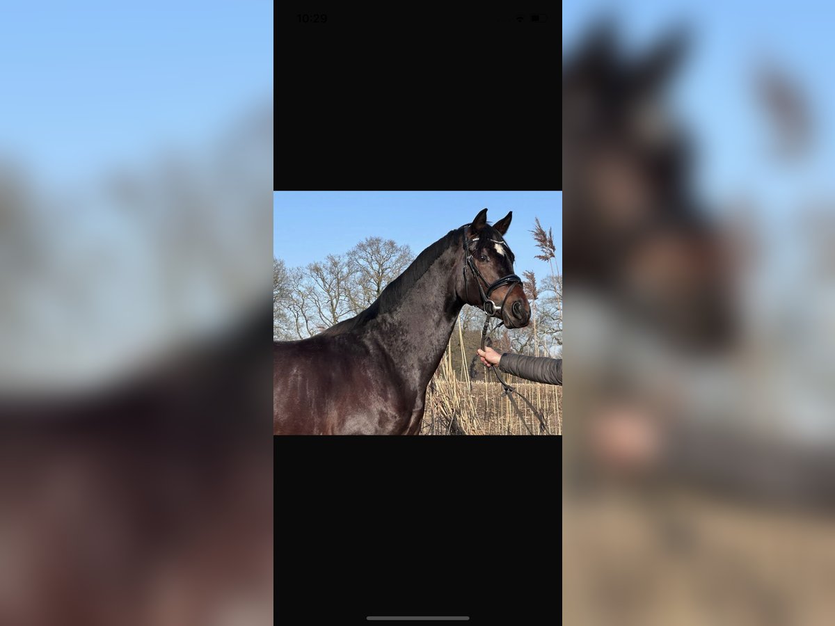 Oldenburg Stallion 3 years 16 hh Bay-Dark in Lünne