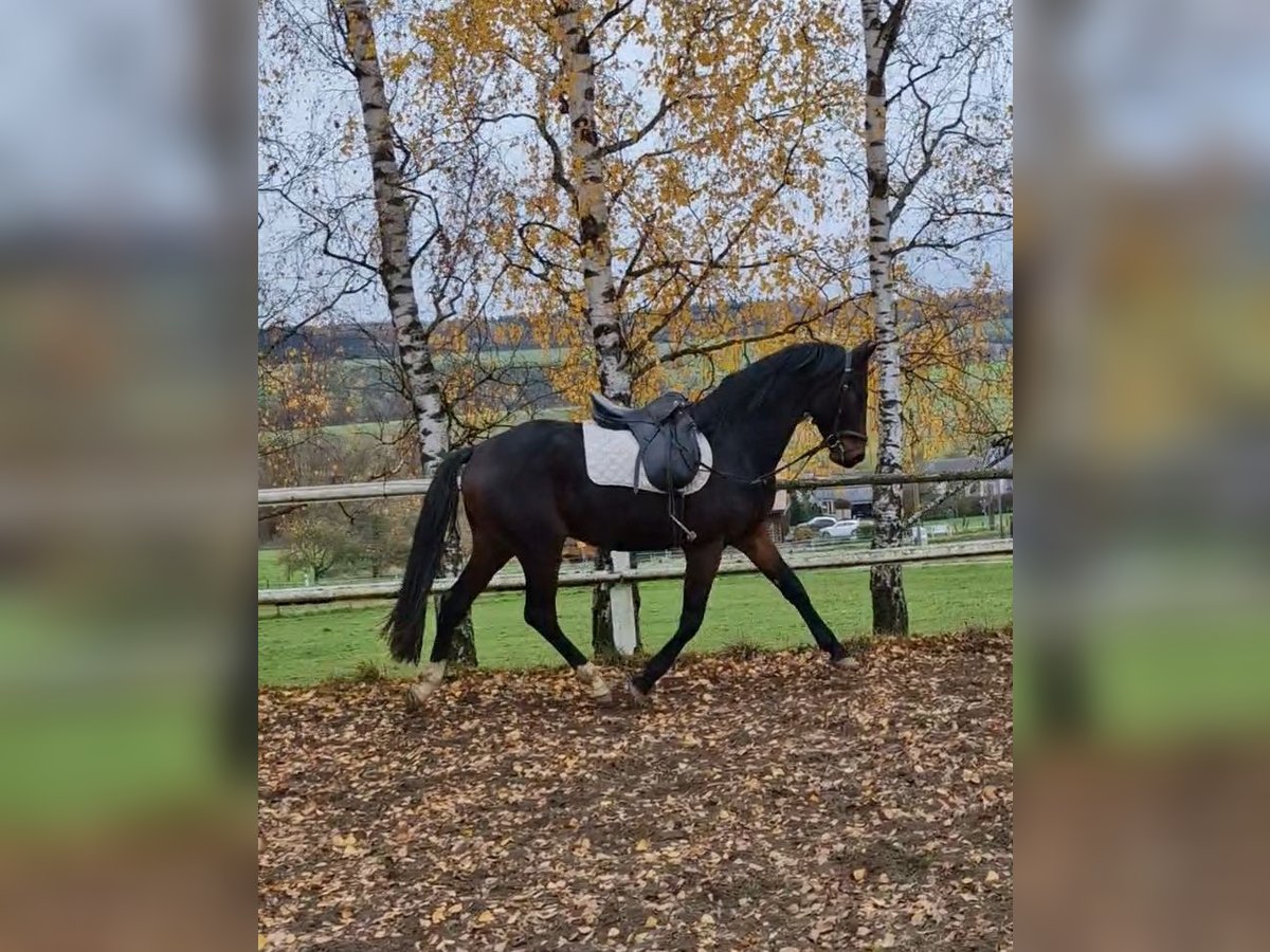 Oldenburg Stallion 3 years 16 hh Brown in Bitburg
