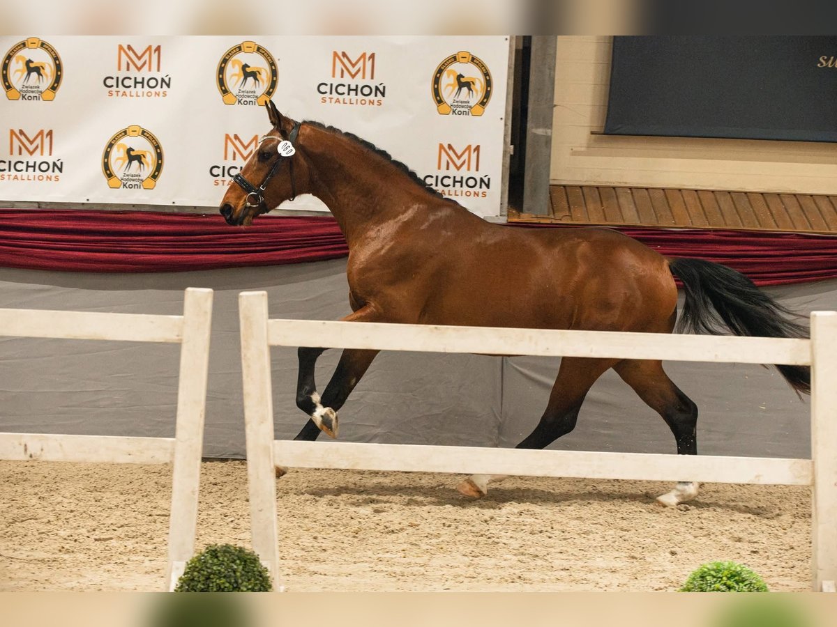 Oldenburg Stallion 3 years 16 hh Brown in Milicz