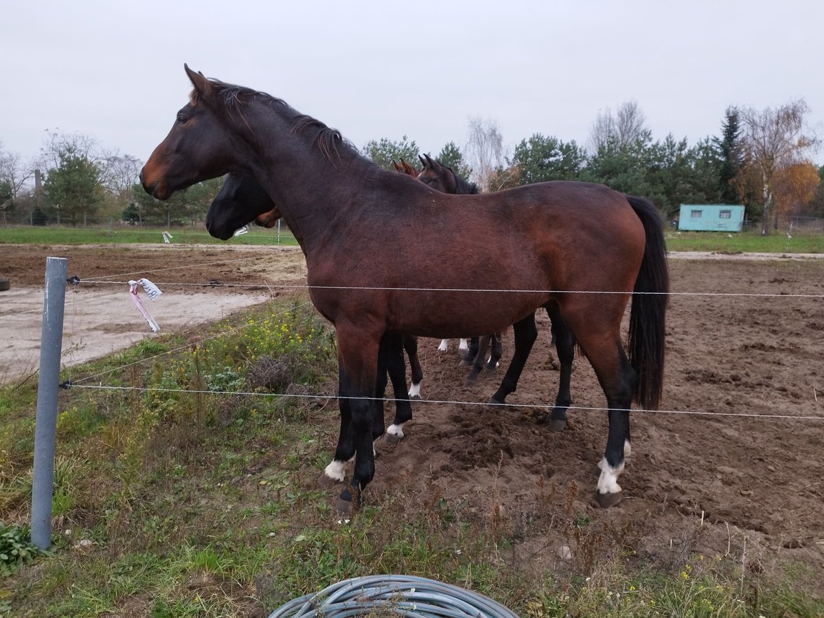 Oldenburg Stallion 3 years 16 hh Brown-Light in Wulkow