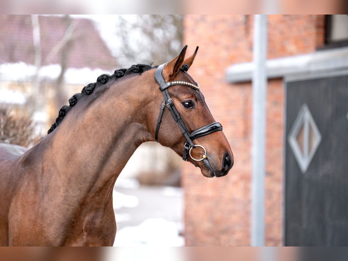Oldenburg Stallion 3 years 16,1 hh Brown in Berlin