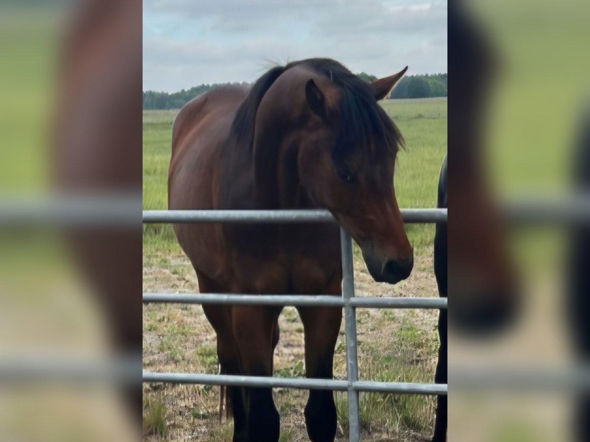 Oldenburg Stallion 3 years 16,1 hh Brown in Wiefelstede