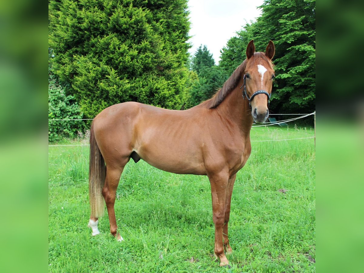 Oldenburg Stallion 3 years 16,1 hh Chestnut-Red in M&#xFC;lheim an der Ruhr