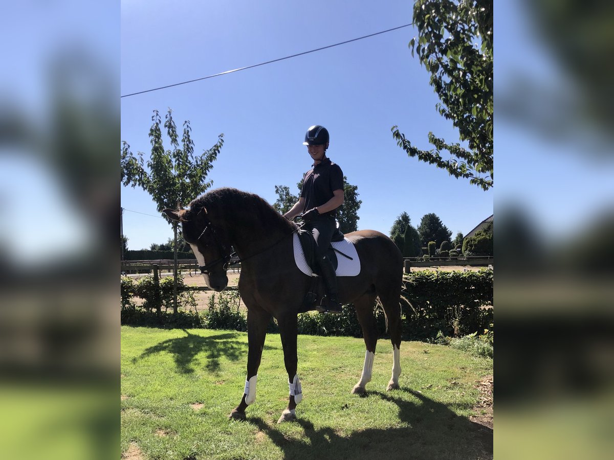 Oldenburg Stallion 3 years 17 hh Chestnut in Damme/D&#xFC;mmerlohausen