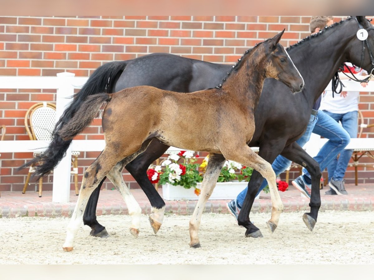 Oldenburg Stallion 3 years Black in Ringe