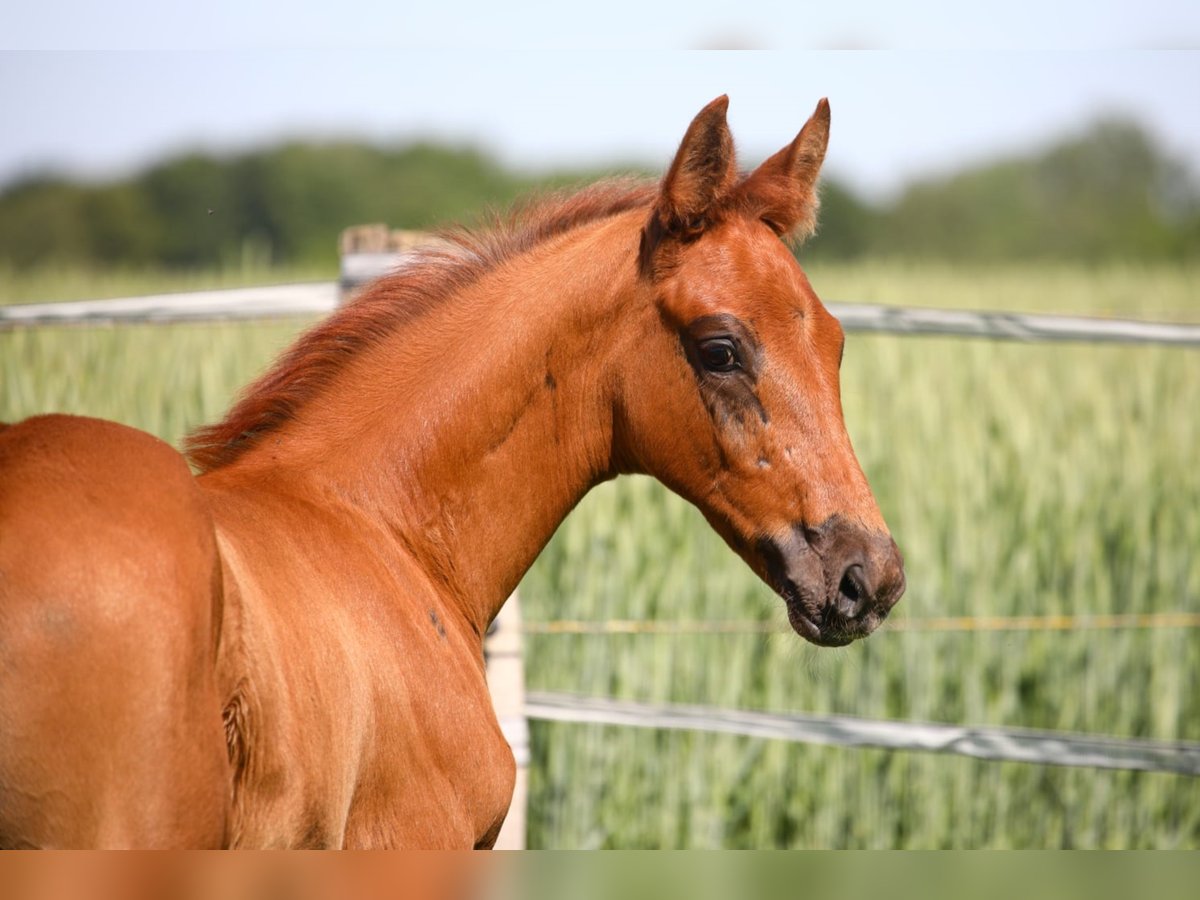 Oldenburg Stallion 3 years Chestnut-Red in Löningen