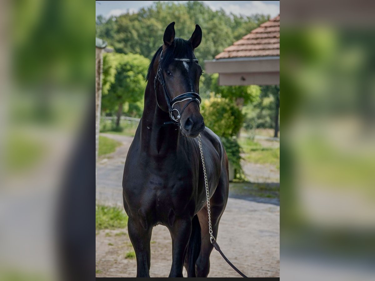 Oldenburg Stallion 4 years 16,1 hh Bay-Dark in Susteren