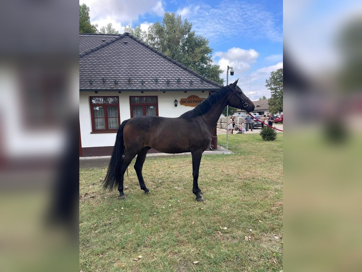 Oldenburg Stallion 4 years 16,2 hh Bay-Dark in Tass