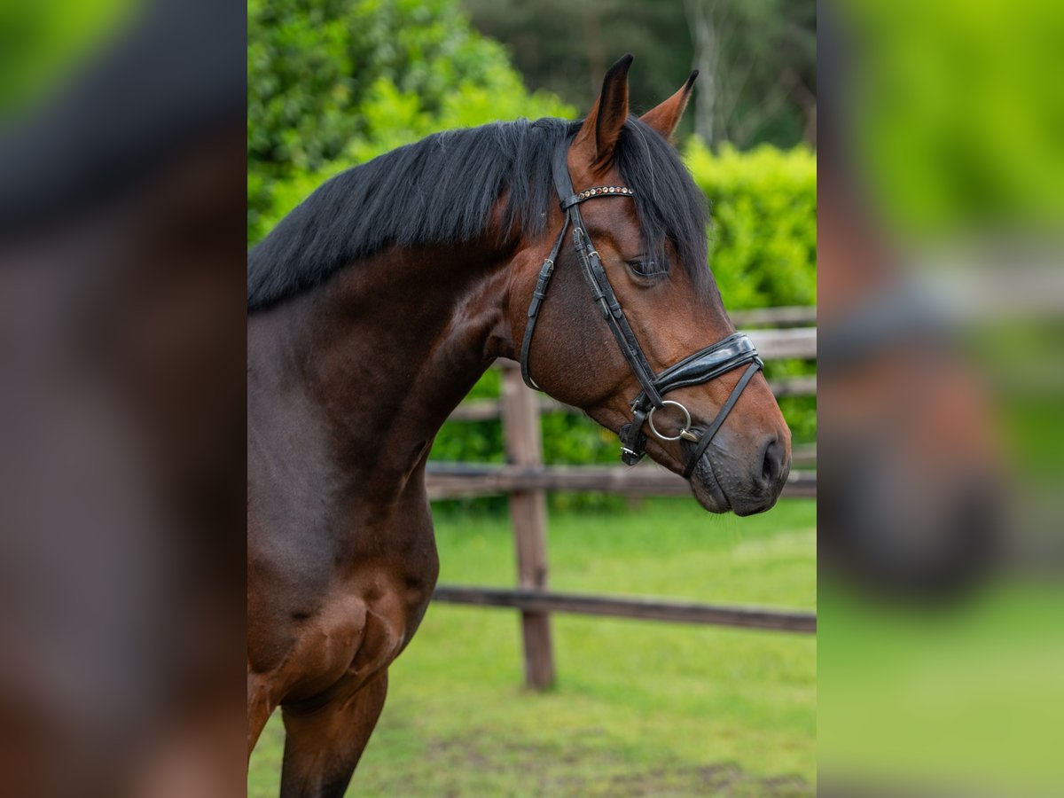 Oldenburg Stallion 4 years 16,2 hh Bay-Dark in Sint Oedenrode