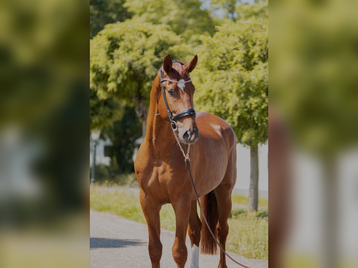 Oldenburg Stallion 4 years 16,3 hh Chestnut-Red in Susteren