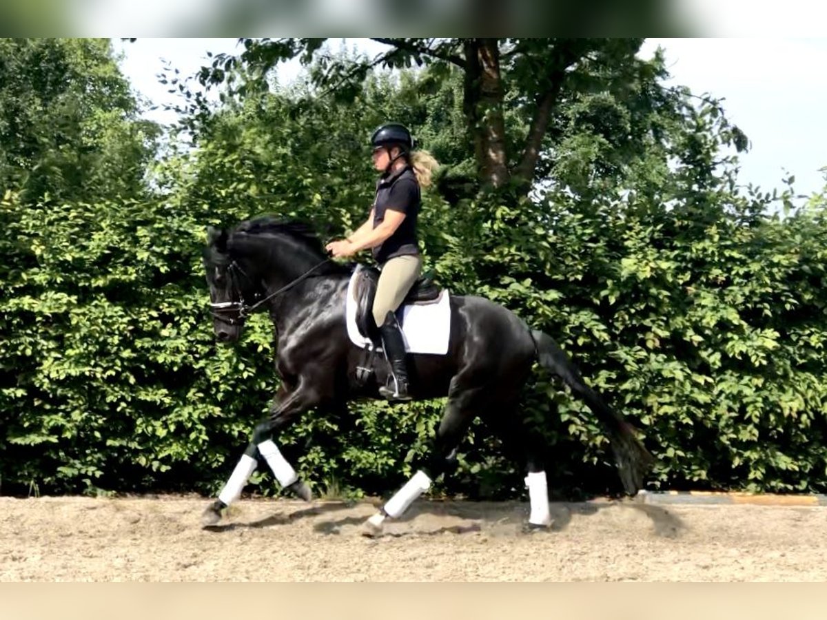 Oldenburg Stallion 4 years 16 hh Black in Neeritter